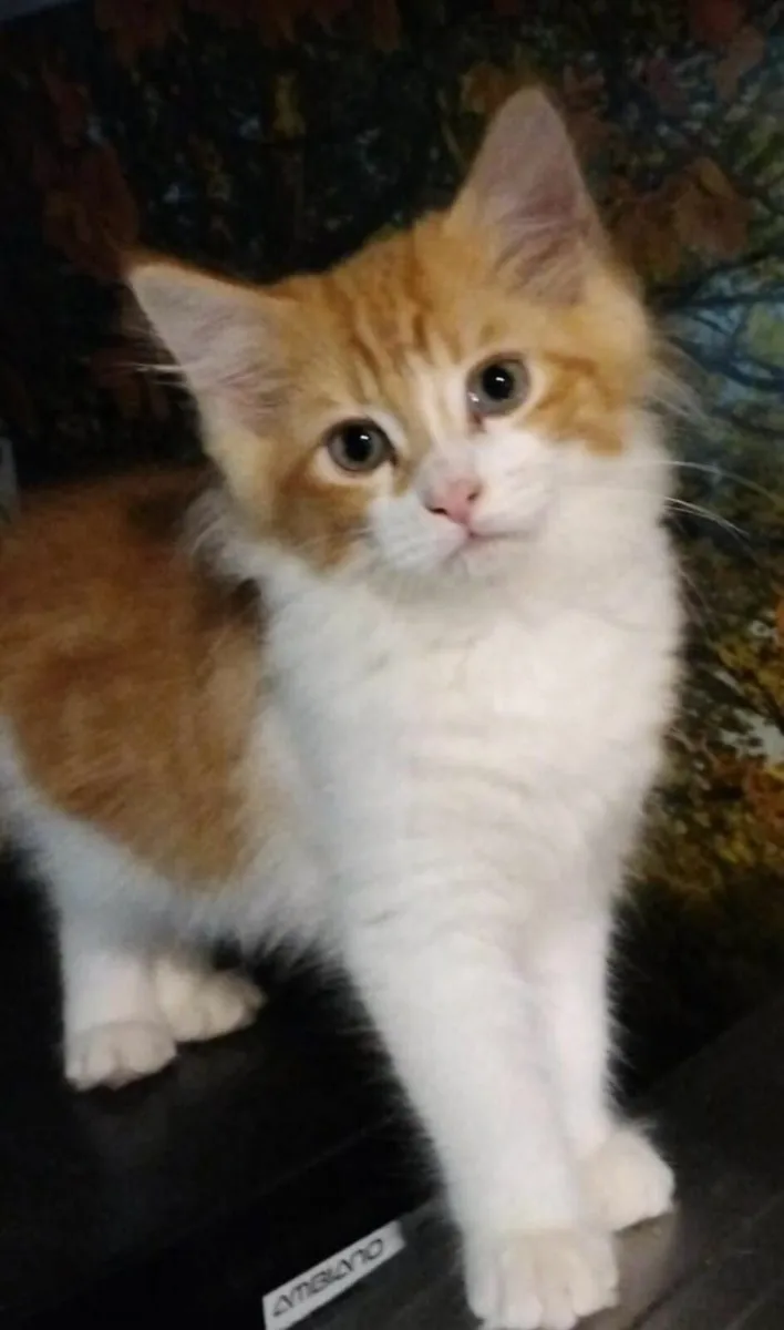 Maine Coon kittens - Image 1