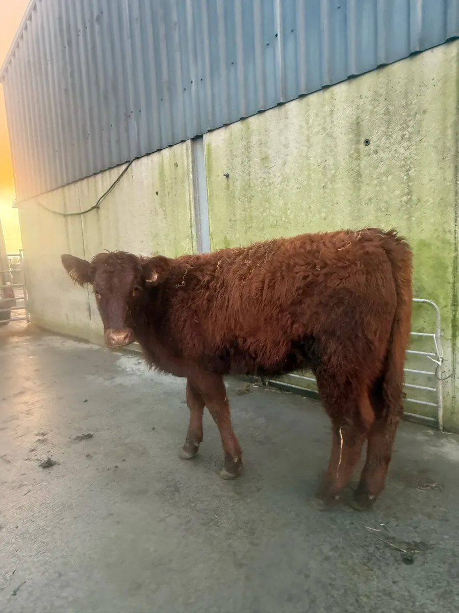 Shorthorn X Limousine Heifer - Image 2