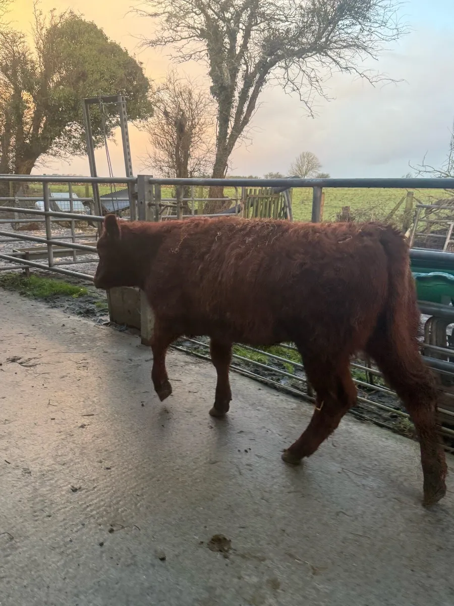 Shorthorn X Limousine Heifer - Image 3