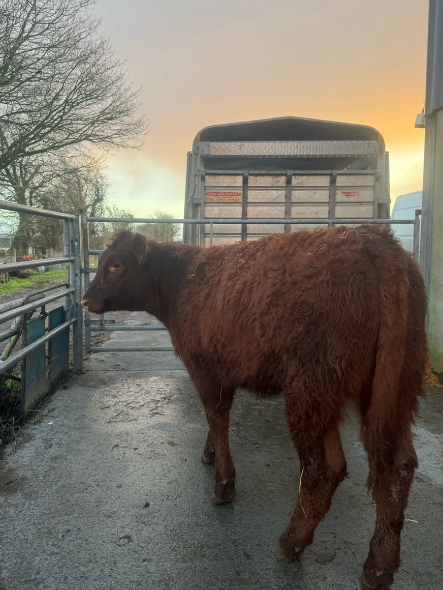 Shorthorn X Limousine Heifer - Image 4