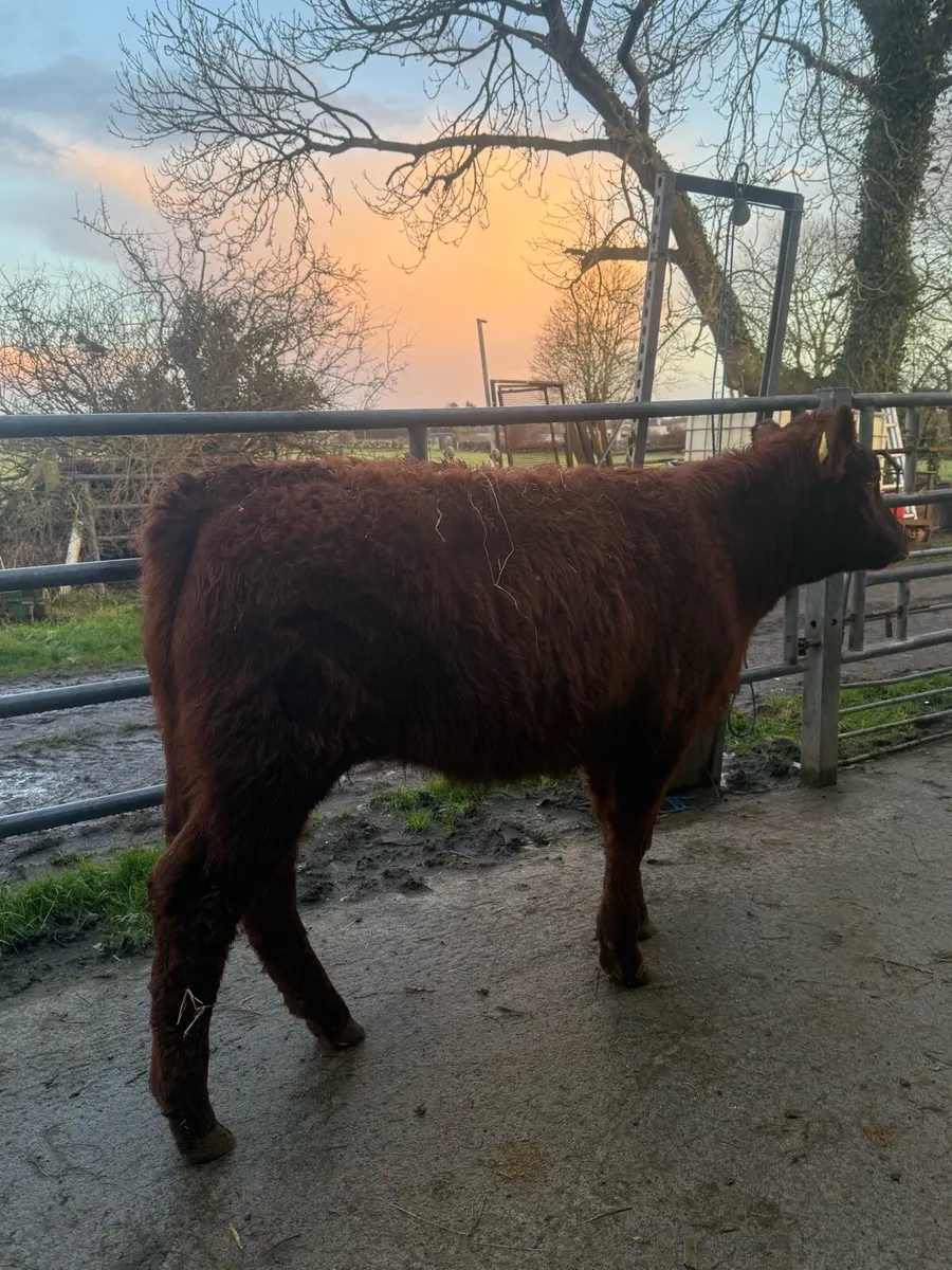 Shorthorn X Limousine Heifer - Image 1