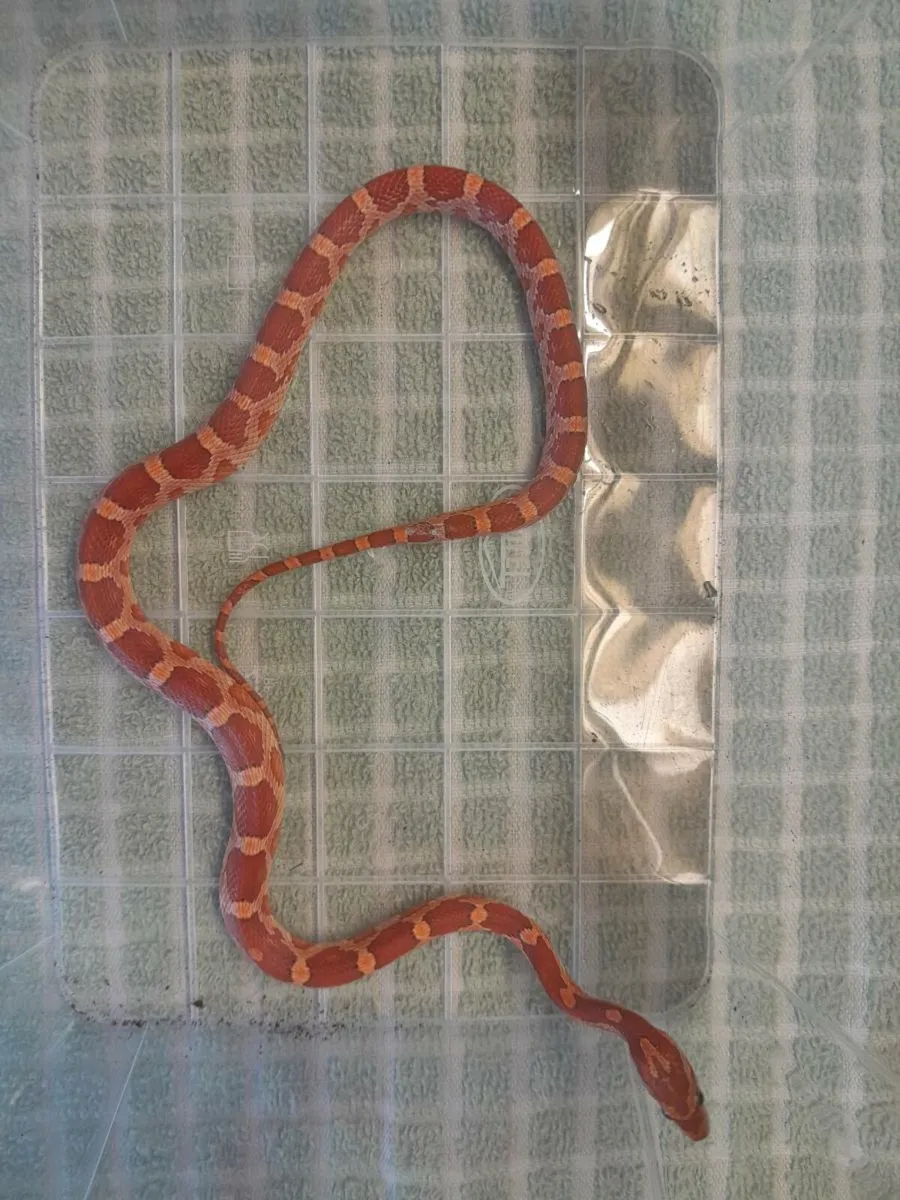Corn snake 🐍 - Image 3