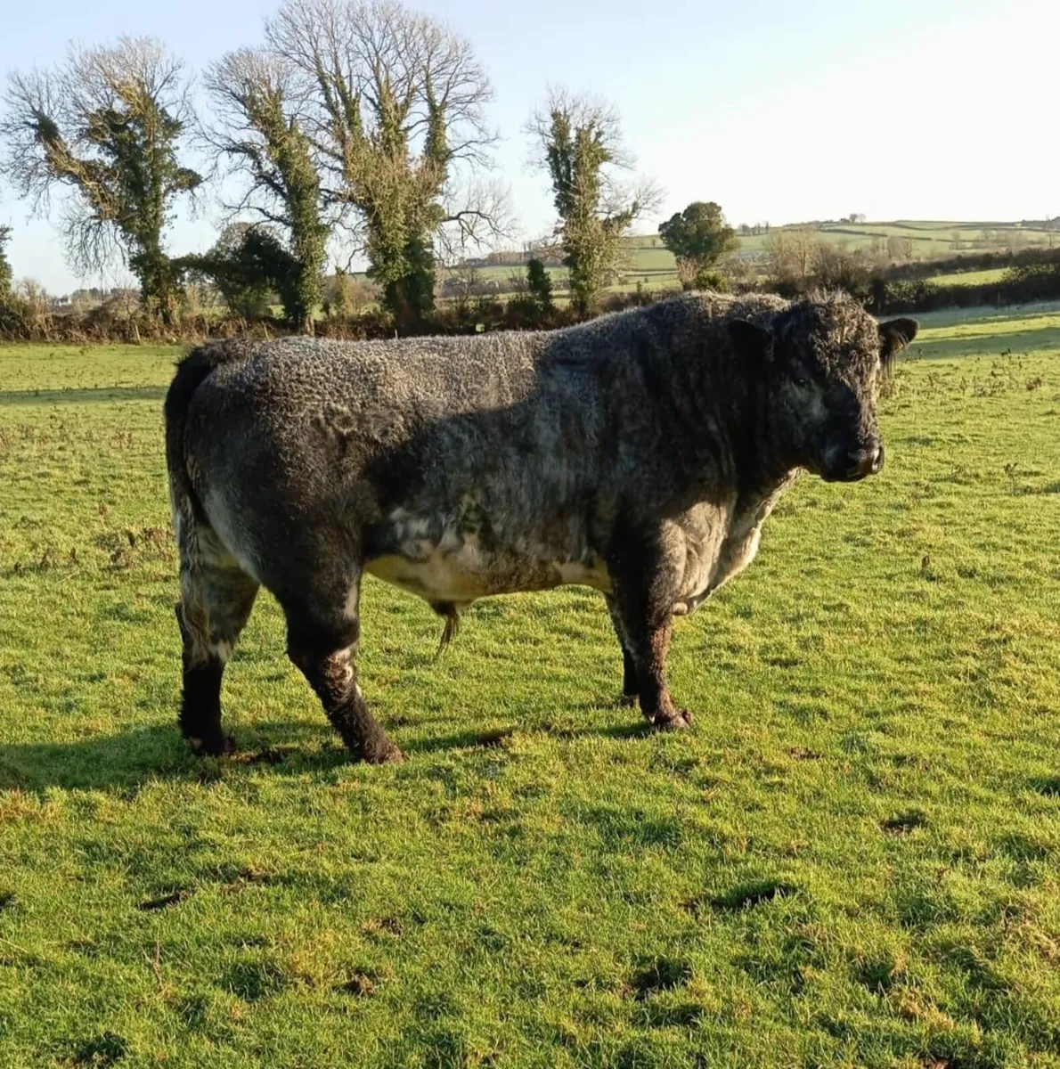 Shorthorn Bull - Image 1