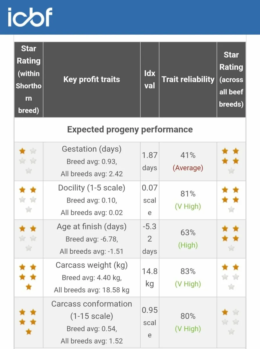 Shorthorn Bull - Image 2