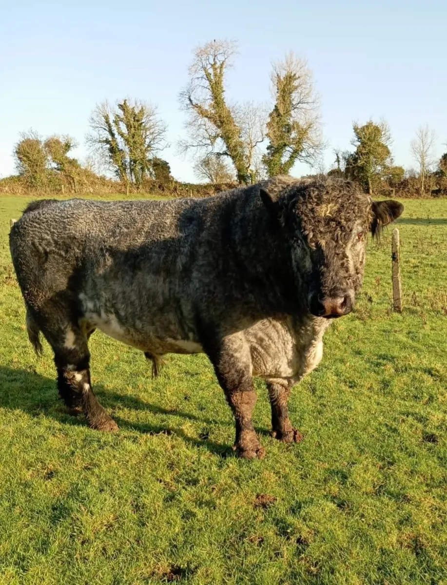 Shorthorn Bull - Image 3