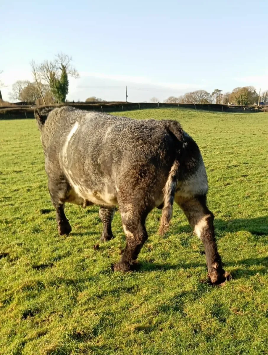 Shorthorn Bull - Image 4