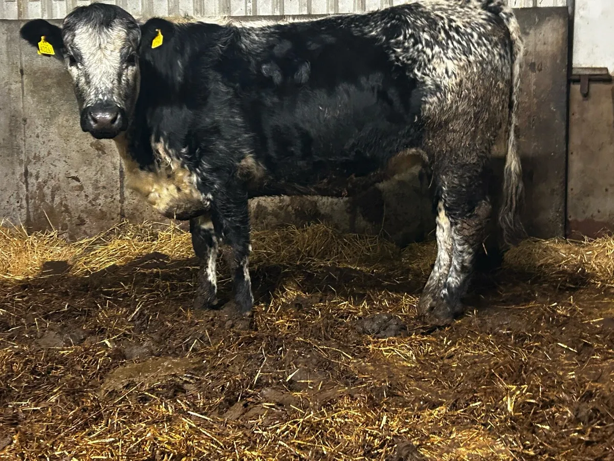 In-Calf Heifer - Image 1