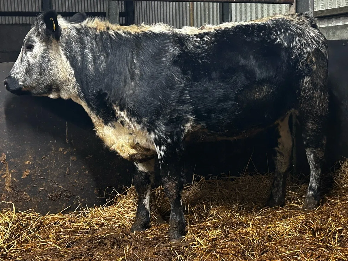 In-Calf Heifer - Image 2