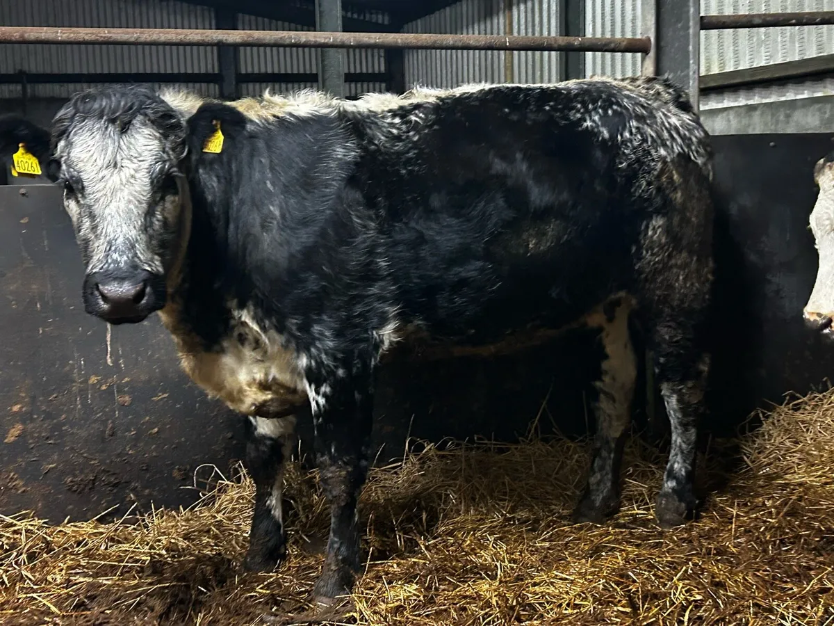 In-Calf Heifer - Image 3