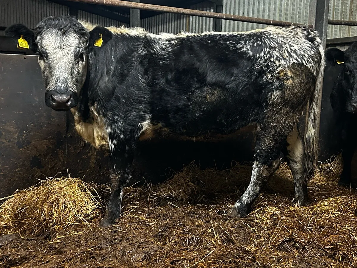 In-Calf Heifer - Image 4