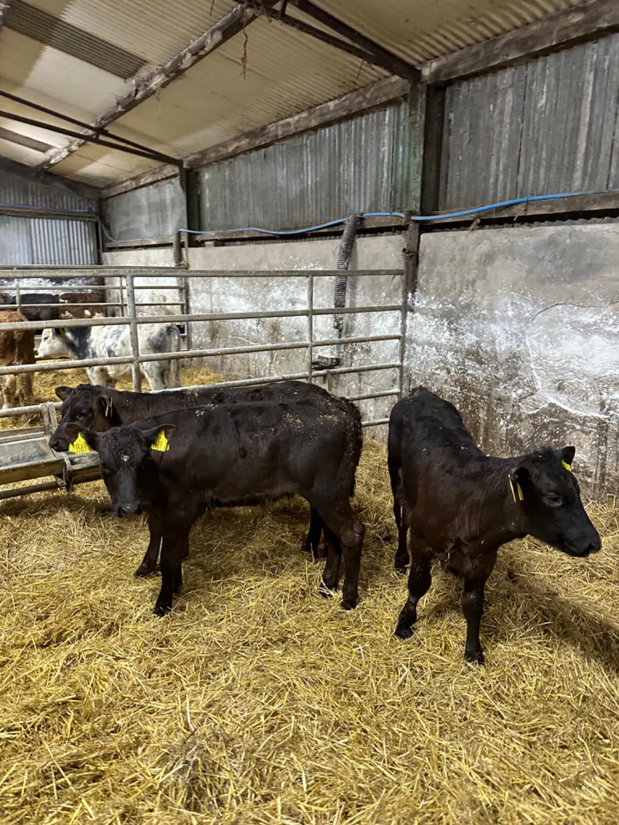 Reared heifers - Image 3