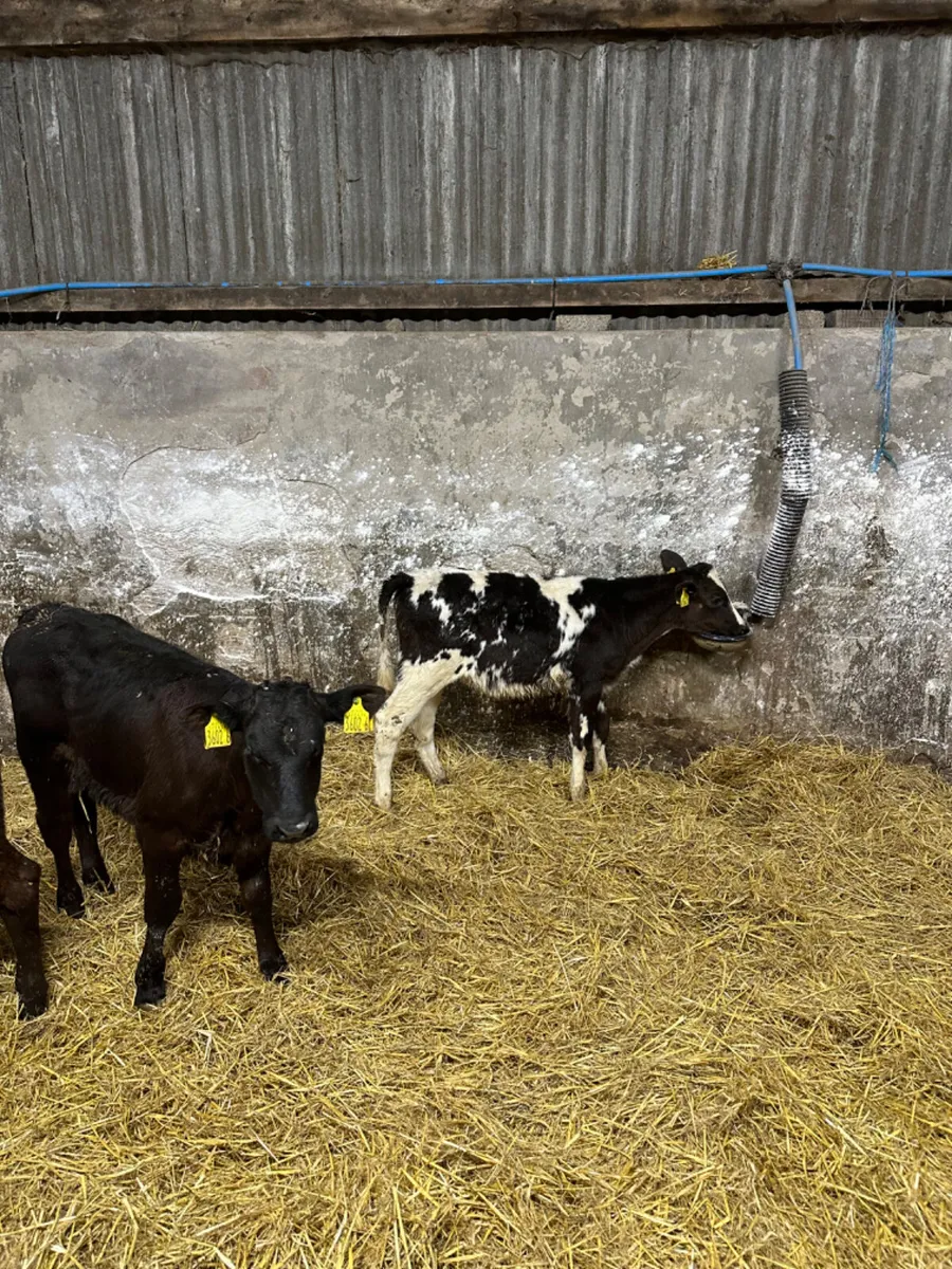 Reared heifers - Image 4