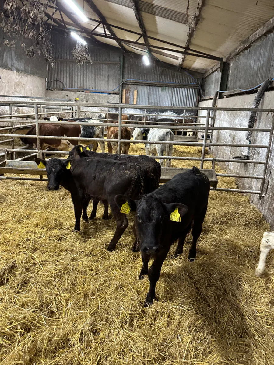 Reared heifers - Image 1