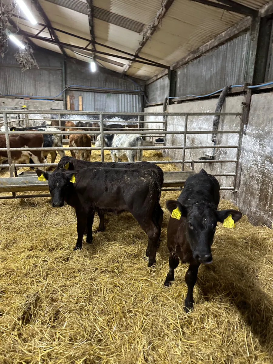 Reared heifers - Image 2