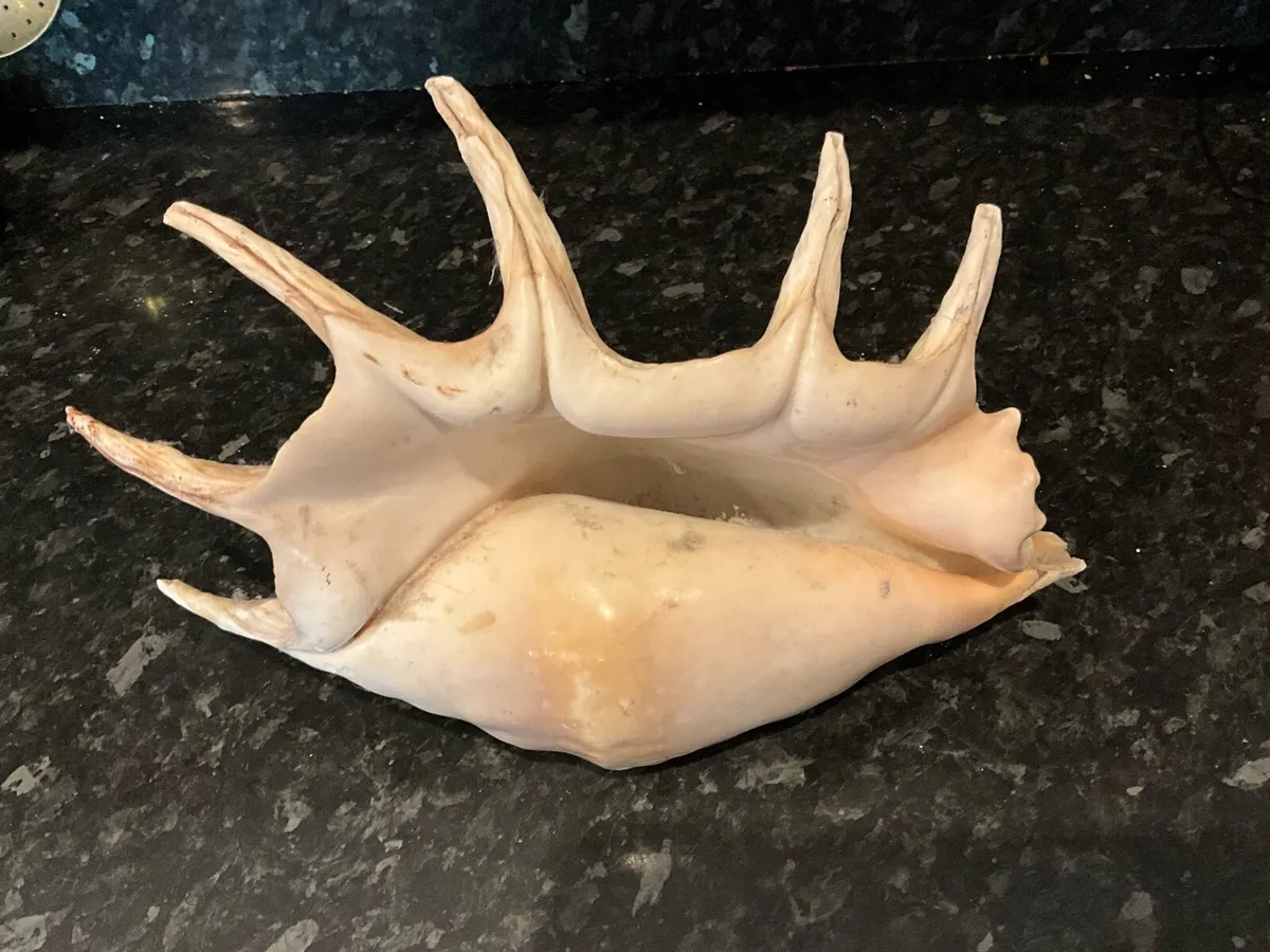 Giant Lambis Spider Conch Spiked Natural Shell - Image 2