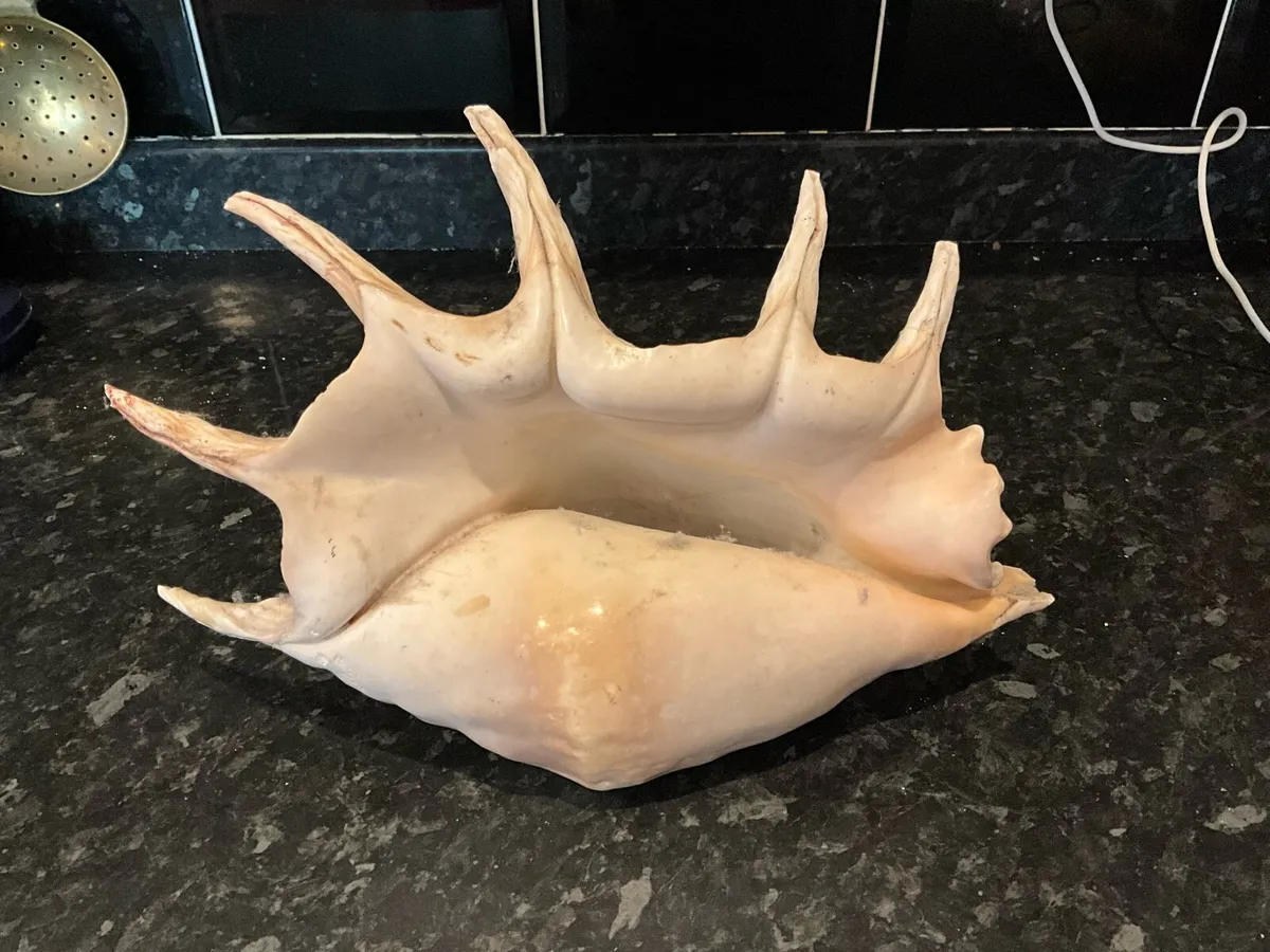 Giant Lambis Spider Conch Spiked Natural Shell - Image 3
