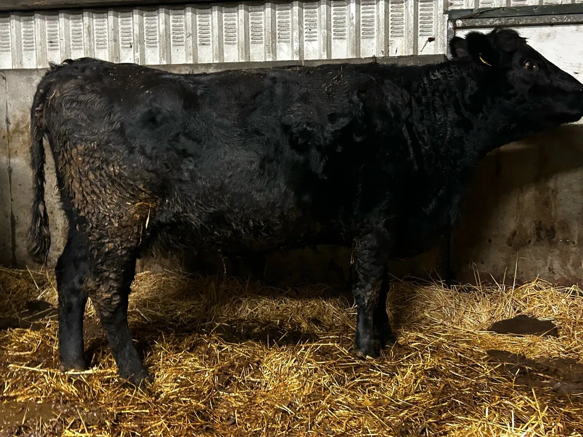 In-Calf Angus Cow To Ai Blue Bull - Image 1
