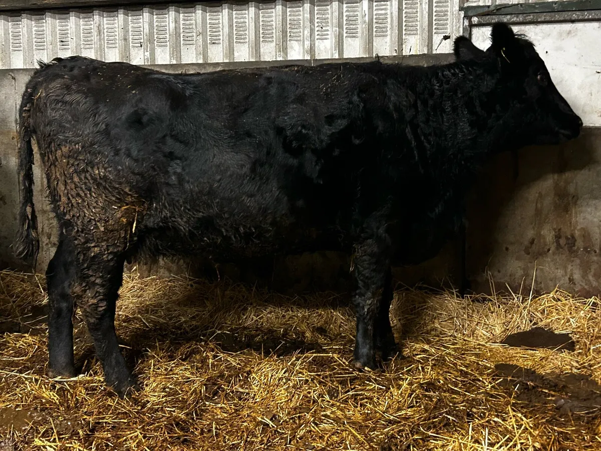 In-Calf Angus Cow To Ai Blue Bull - Image 2