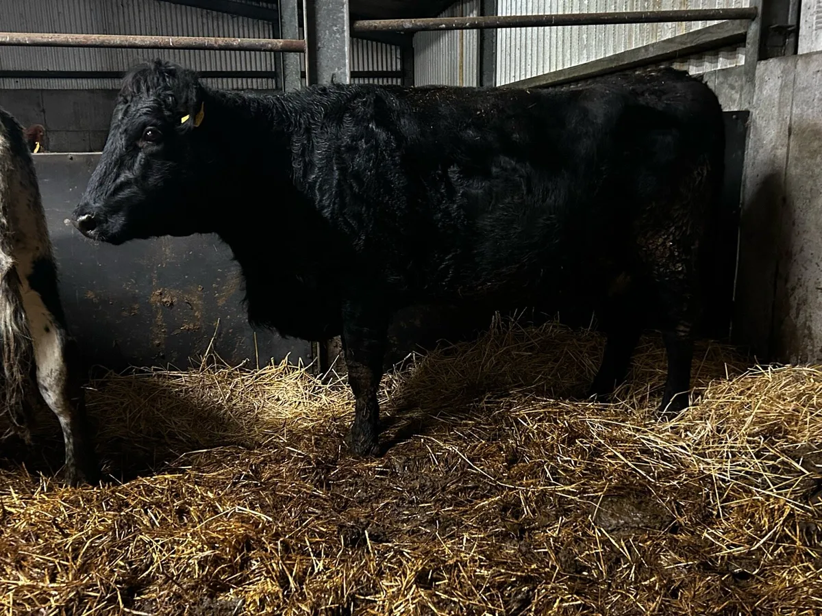 In-Calf Angus Cow To Ai Blue Bull - Image 3