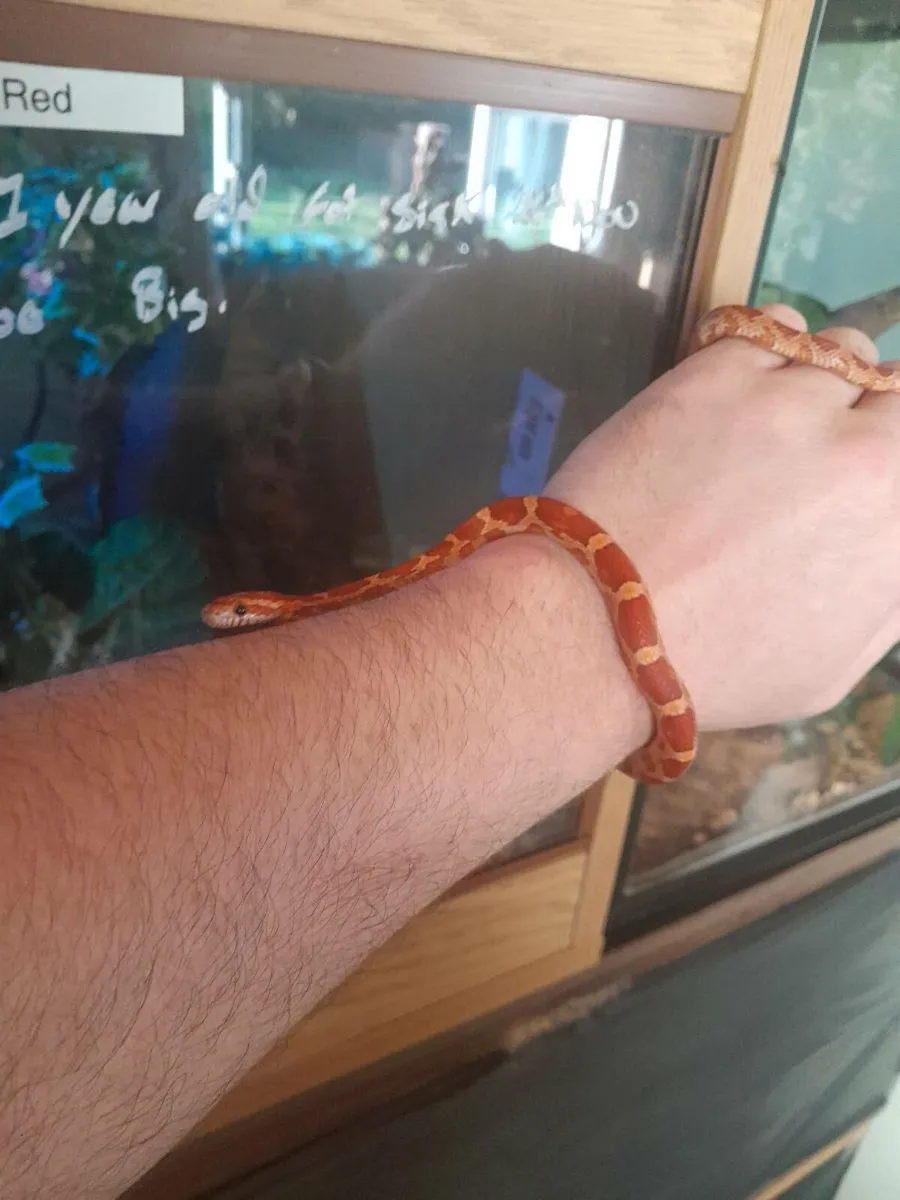 Corn snake 🐍 - Image 4