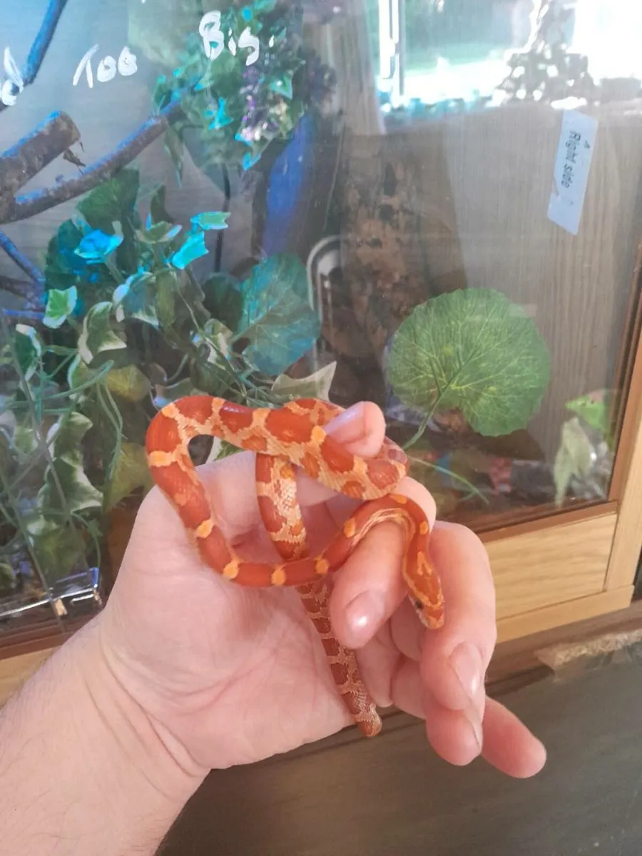 Corn snake 🐍 - Image 2