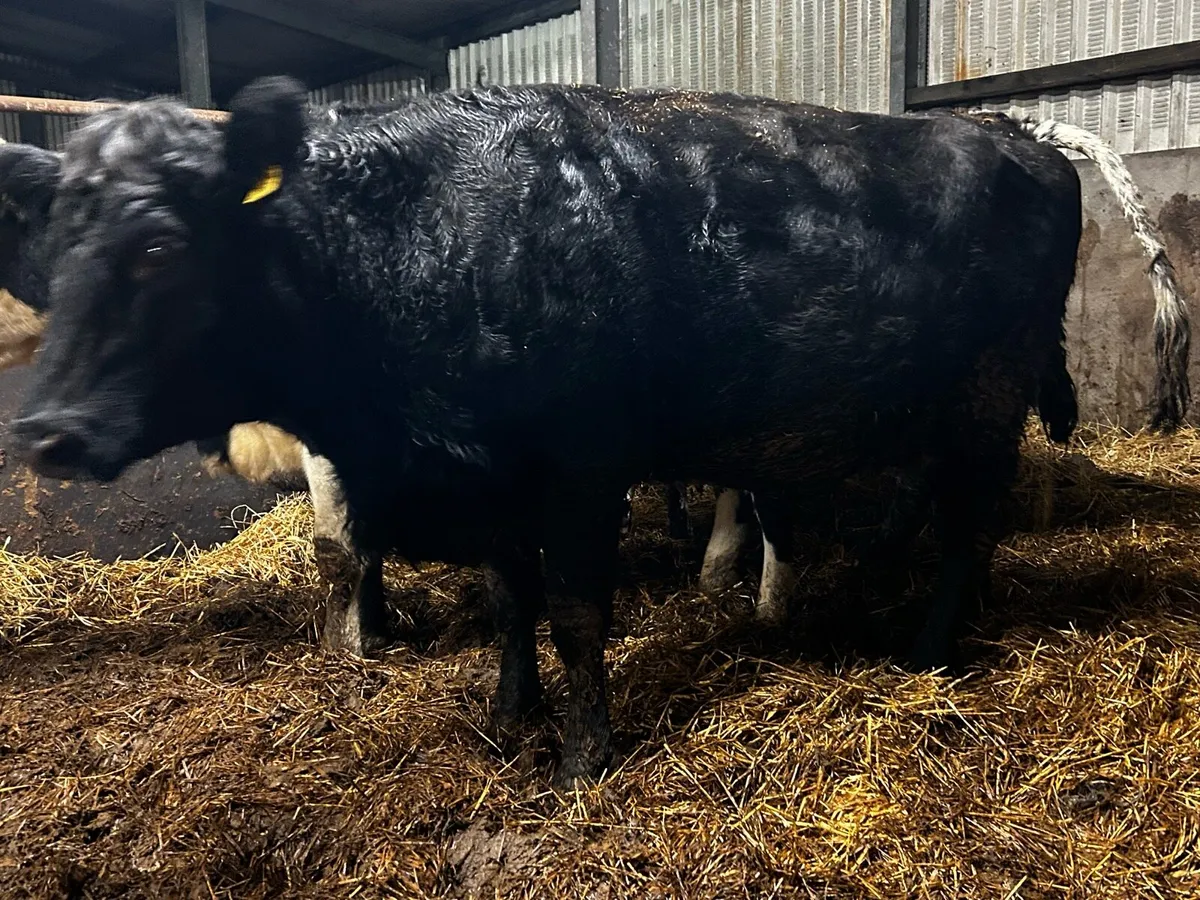 In-Calf Angus Cow To Ai Blue Bull - Image 4