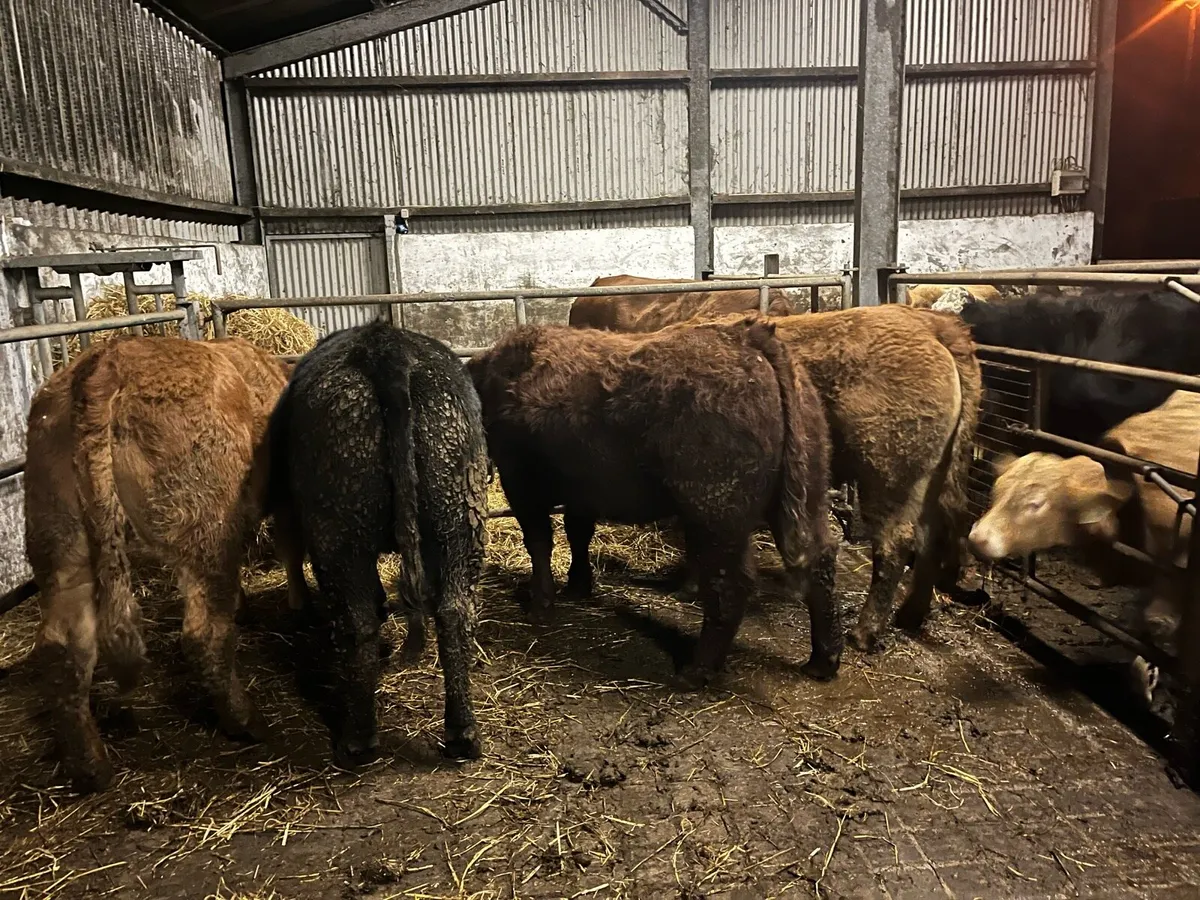 Breeding heifer’s - Image 1