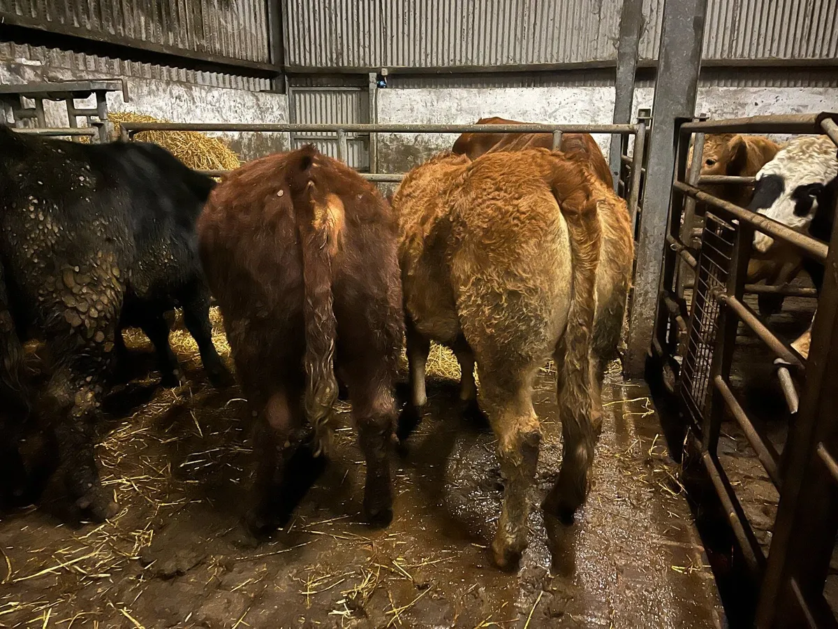 Breeding heifer’s - Image 2