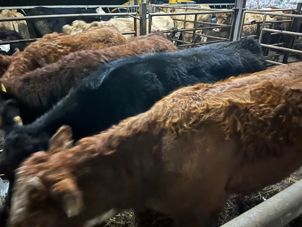 Breeding heifer’s - Image 3