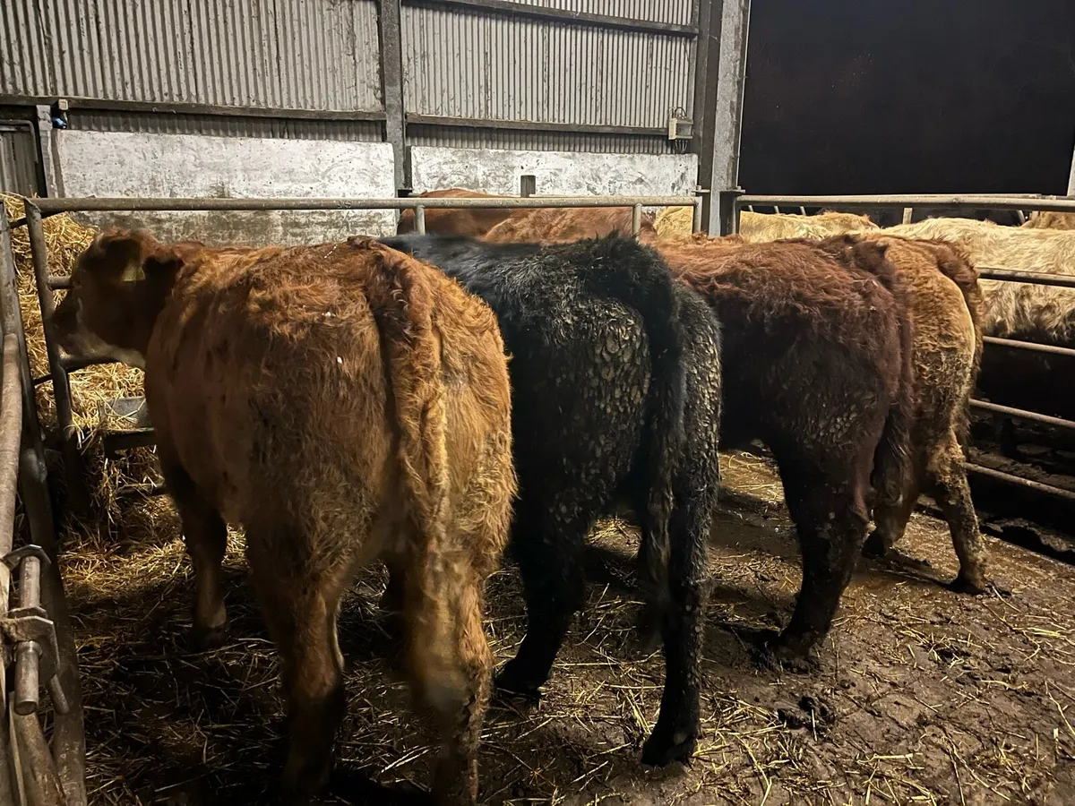 Breeding heifer’s - Image 4