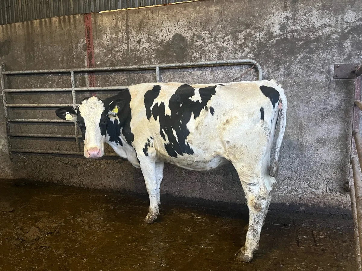 Freshly Calved Heifers - Image 1