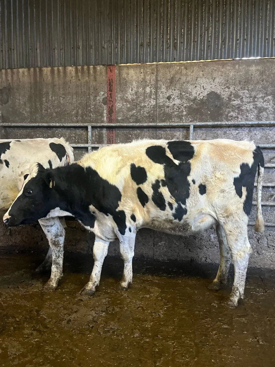 Freshly Calved Heifers - Image 2