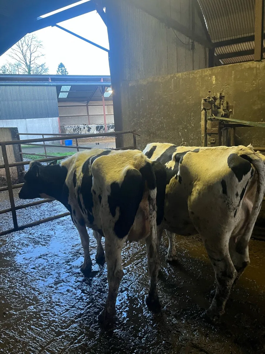 Freshly Calved Heifers - Image 3