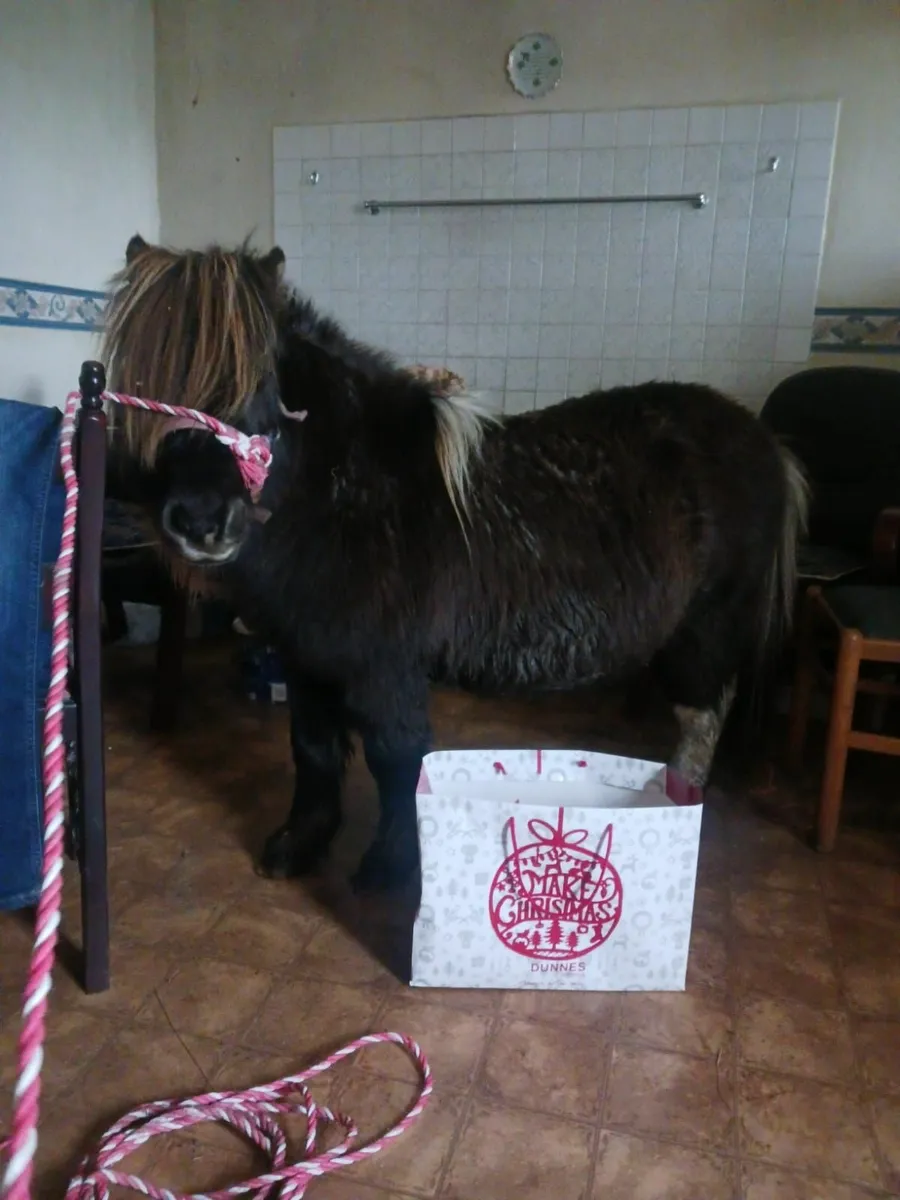 Quiet Pony - Image 1