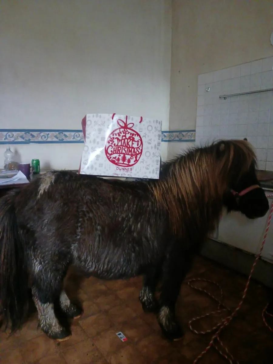 Quiet Pony - Image 2