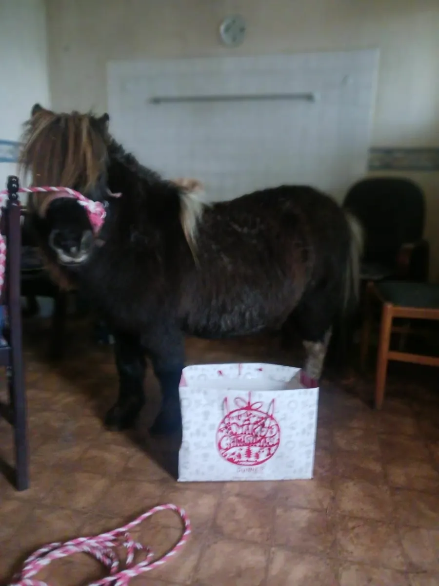 Quiet Pony - Image 3