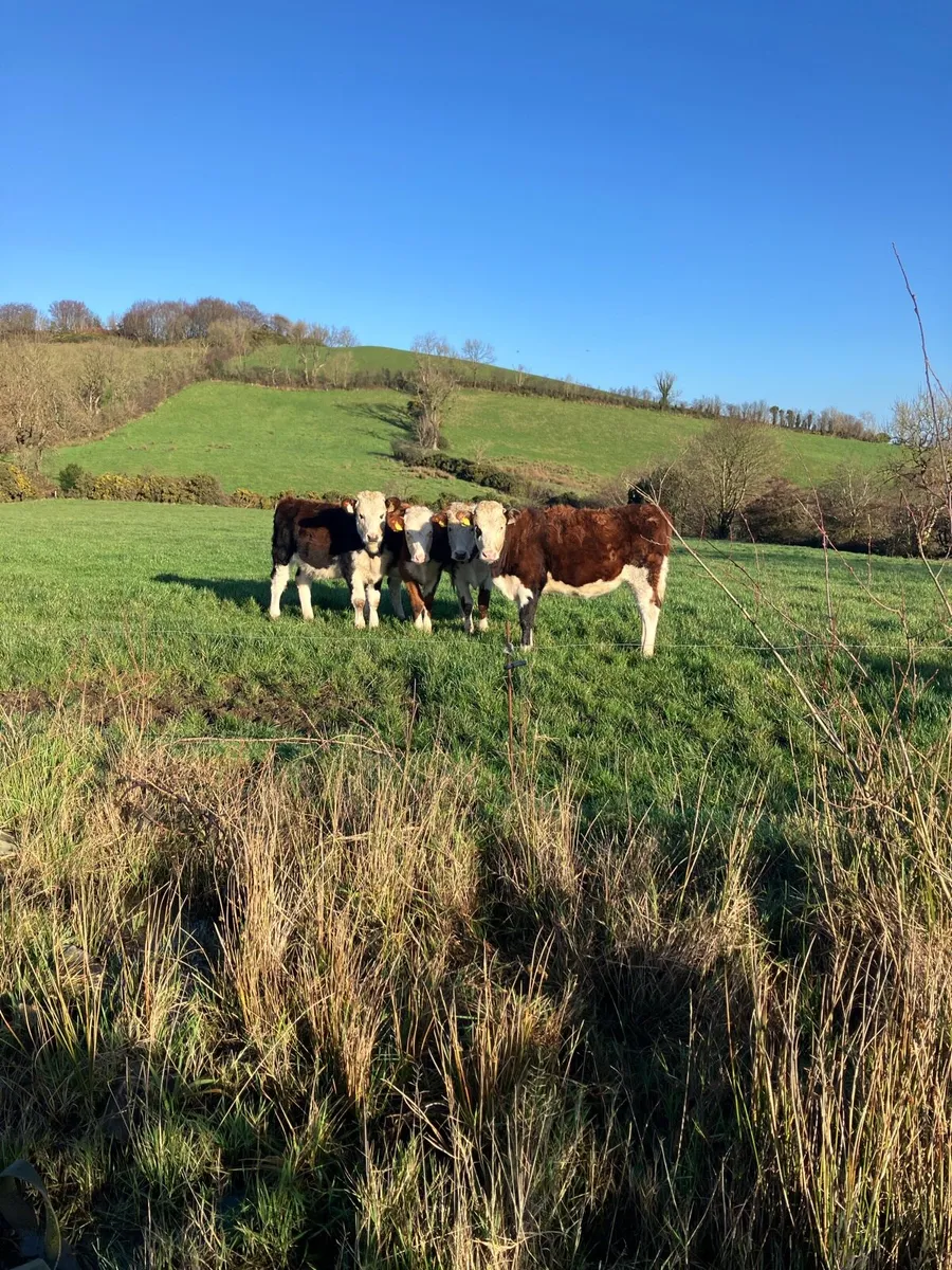 Hereford heifers - Image 1