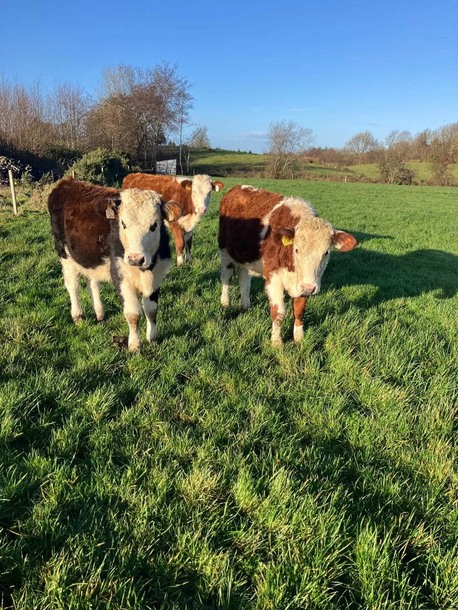 Hereford heifers - Image 2