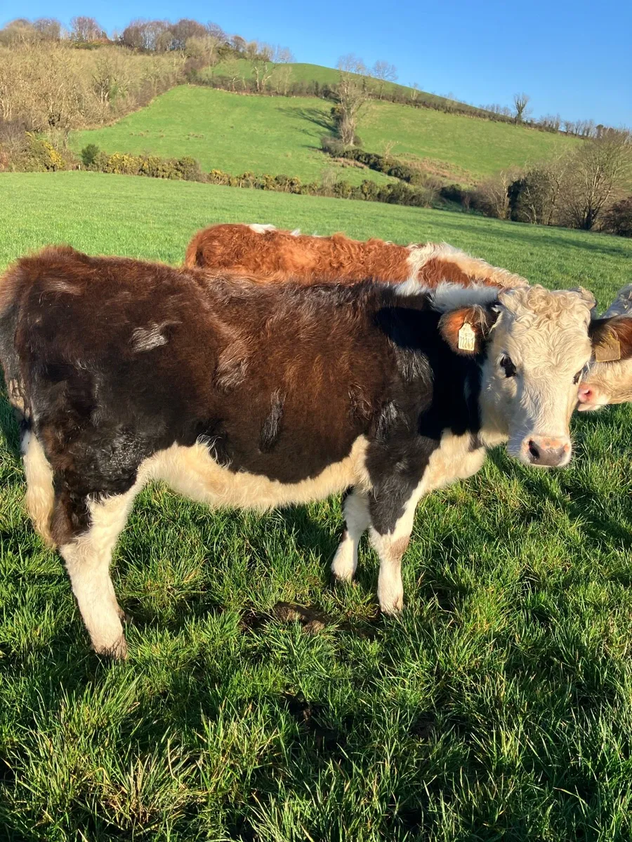 Hereford heifers - Image 3