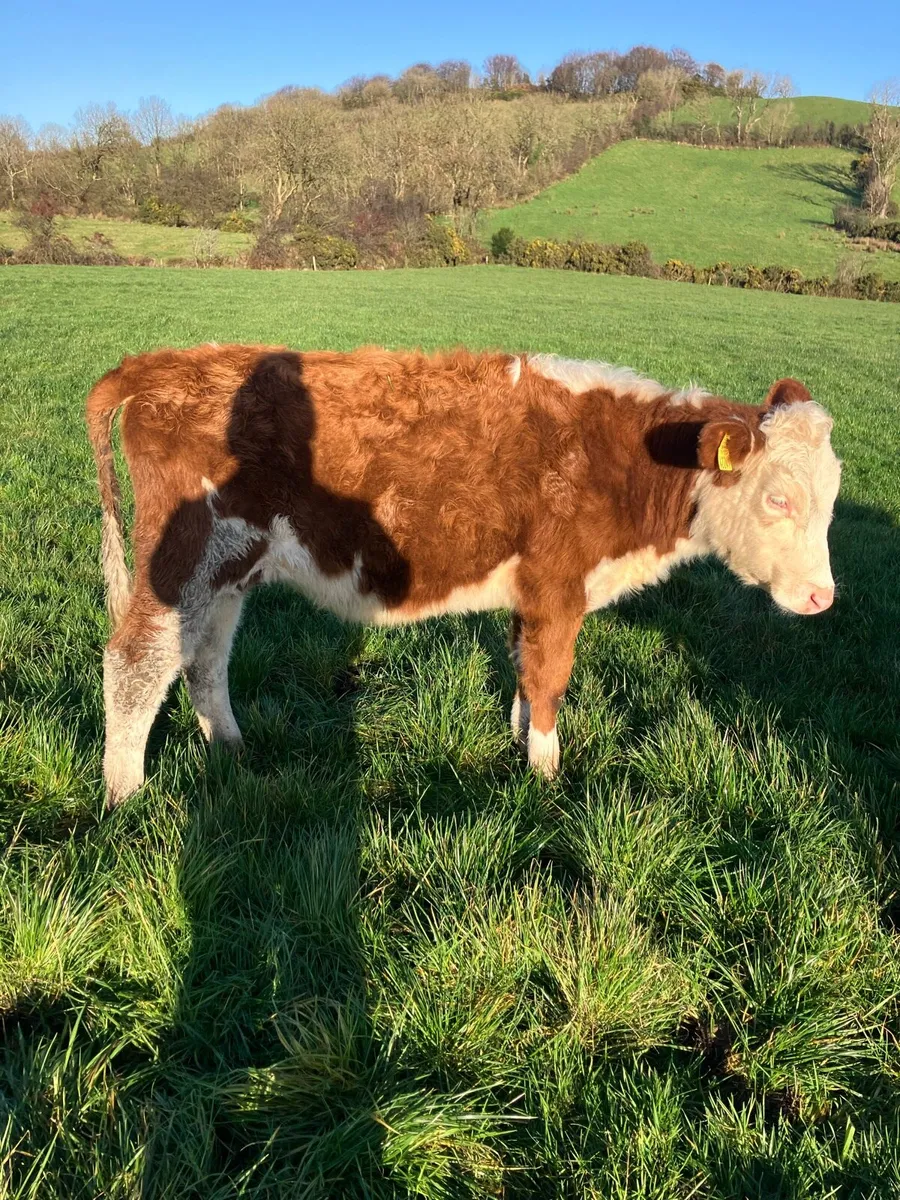Hereford heifers - Image 4
