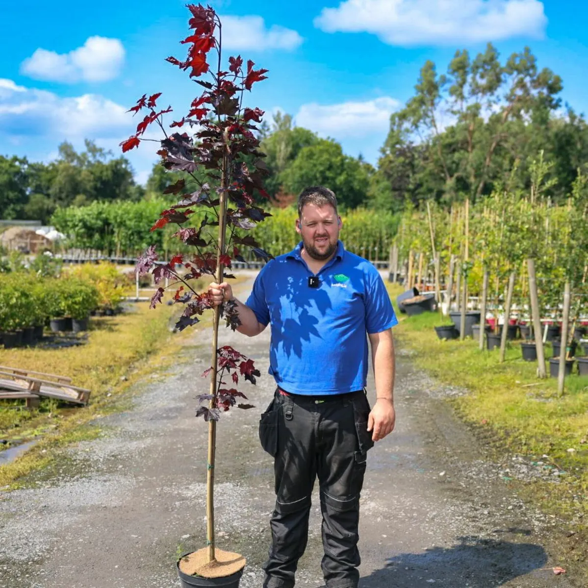Bare rooted trees mix match 10 for €550 - Image 3