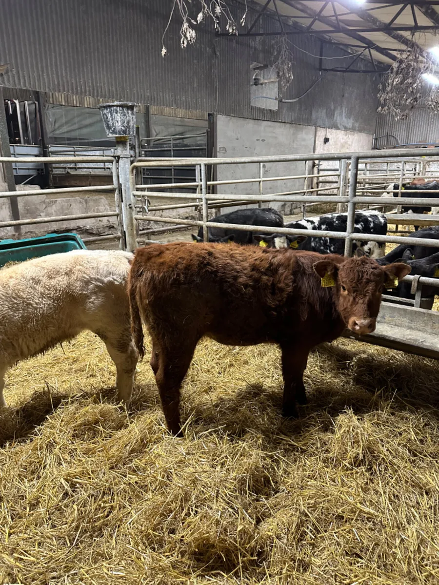Beef bred heifers - Image 1