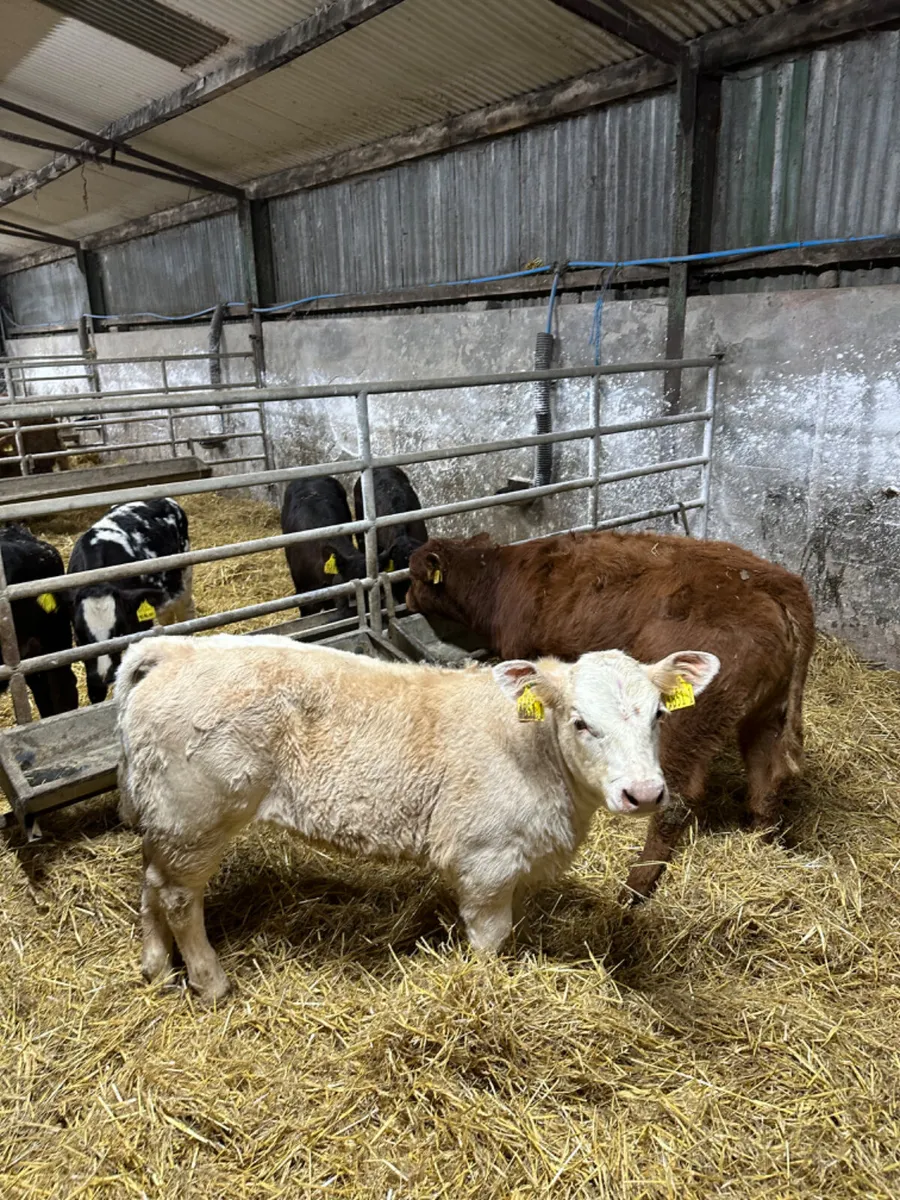 Beef bred heifers - Image 2