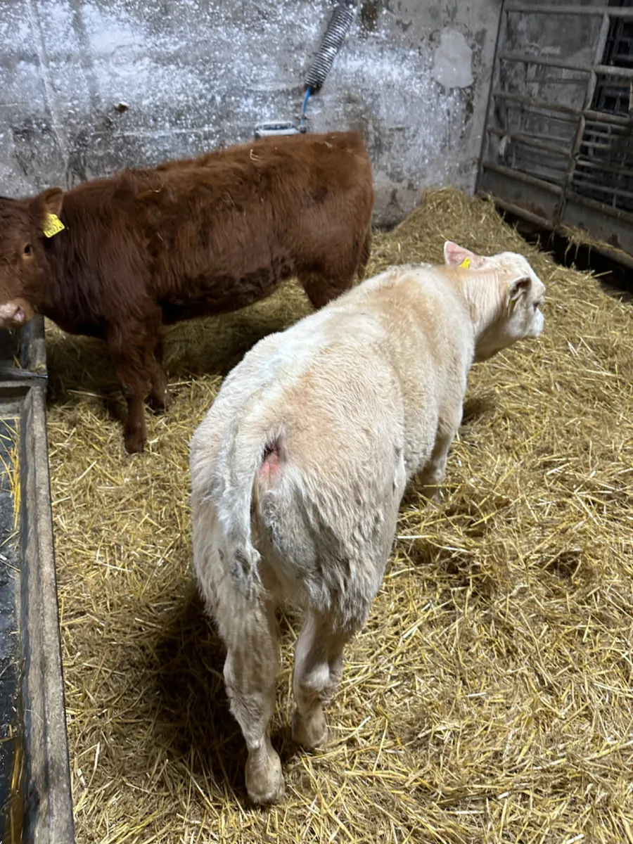 Beef bred heifers - Image 4