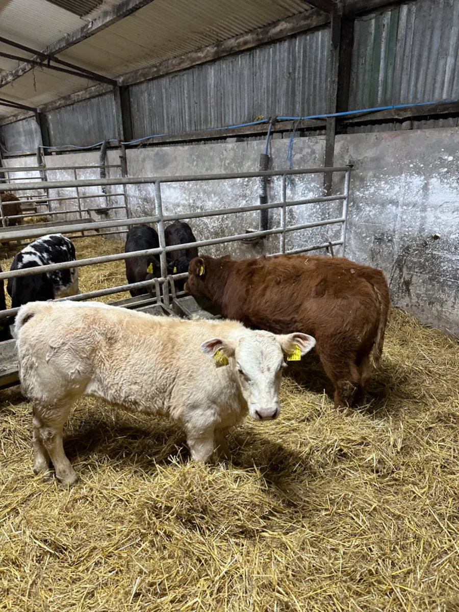 Beef bred heifers - Image 3