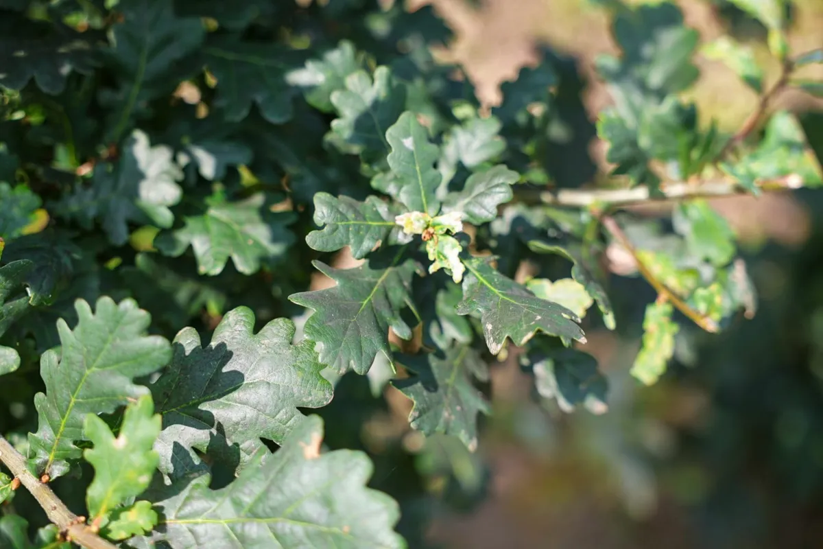 bare rooted trees hedging.ie - Image 3