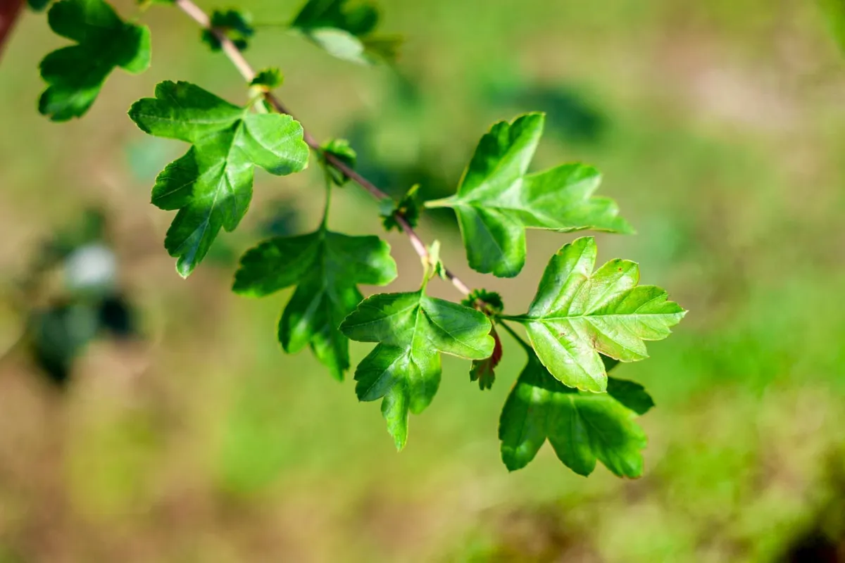 bare rooted trees hedging.ie - Image 4