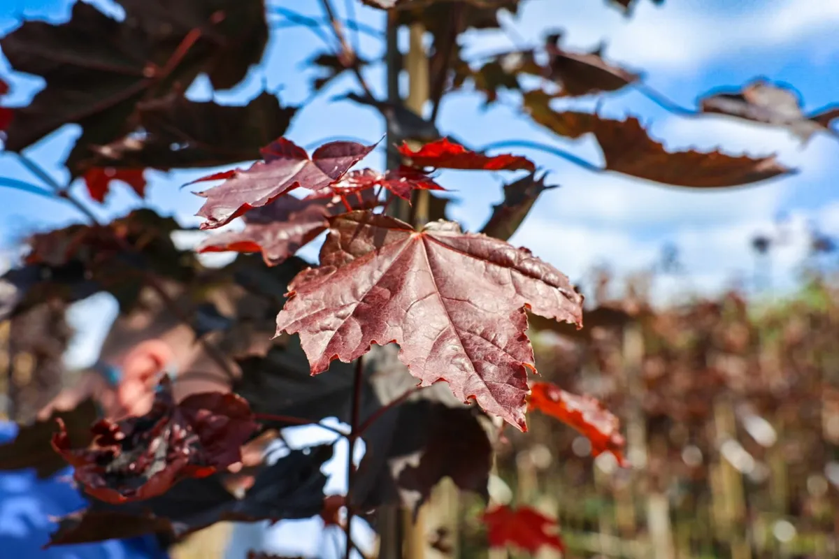 bare rooted trees hedging.ie - Image 1