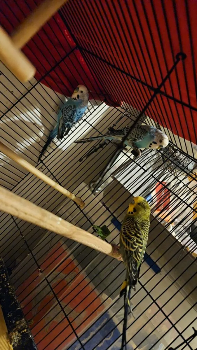 3 male budgies for sale - Image 1
