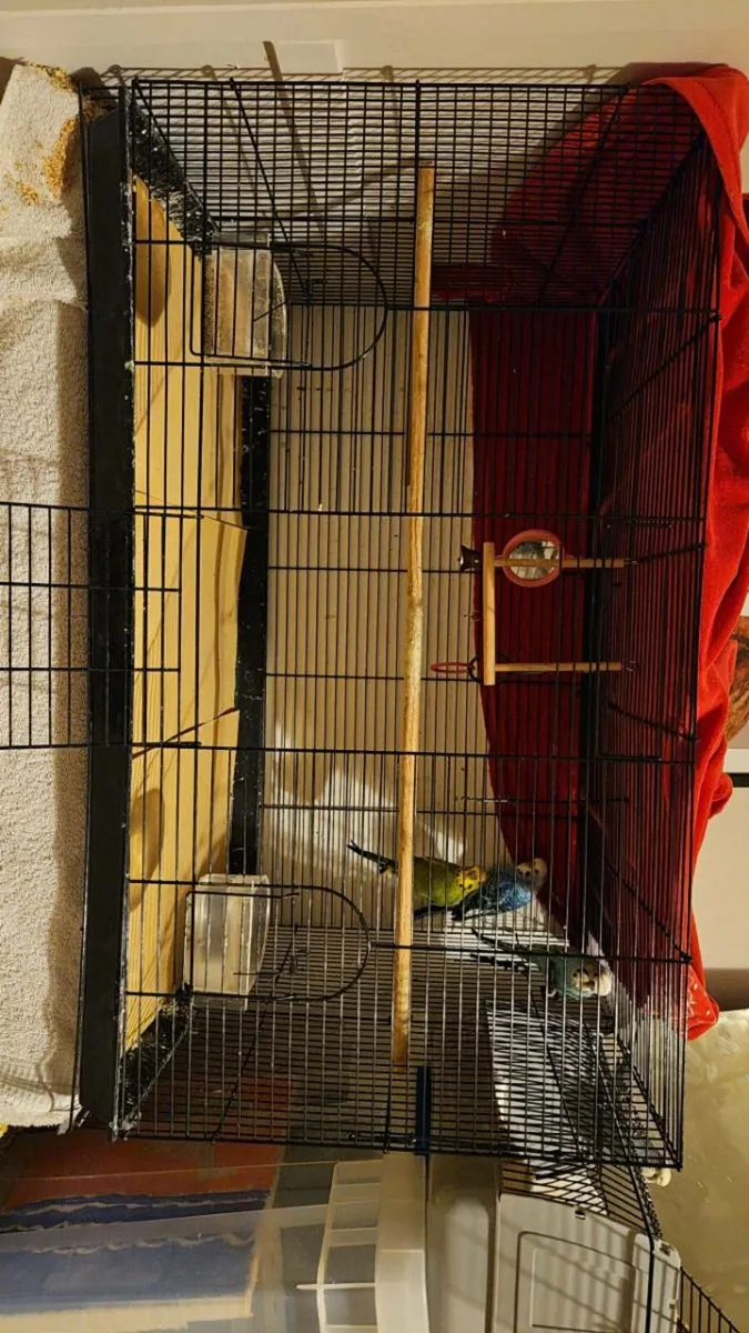 3 male budgies for sale - Image 2